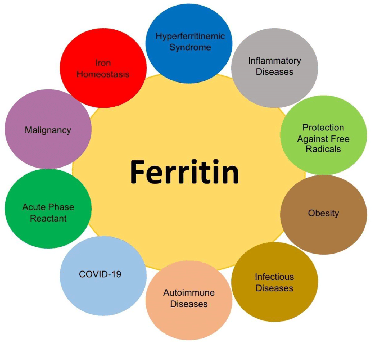 Functions-and-implications-of-ferritin