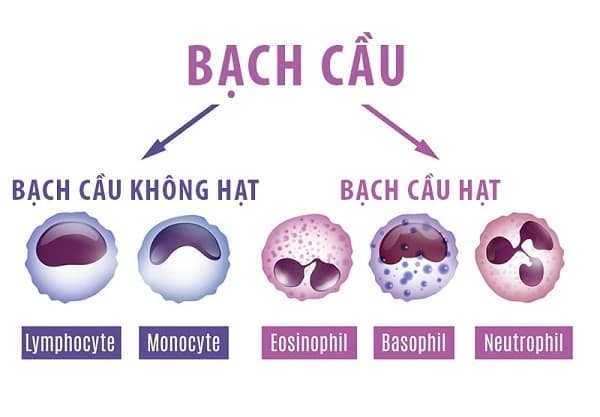 6. Cách duy trì chỉ số Gran ổn định