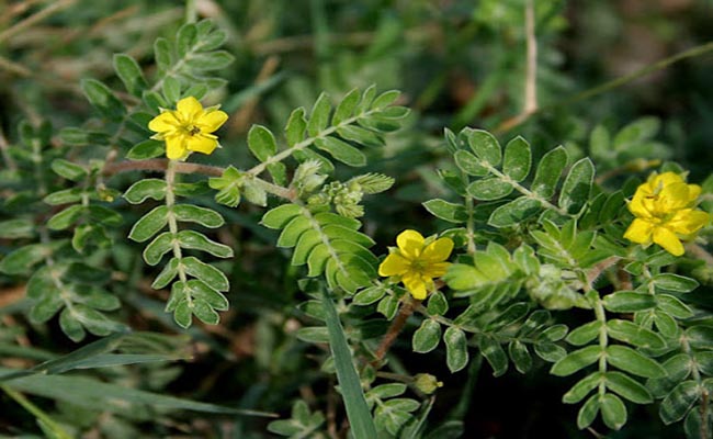 cây gai chống