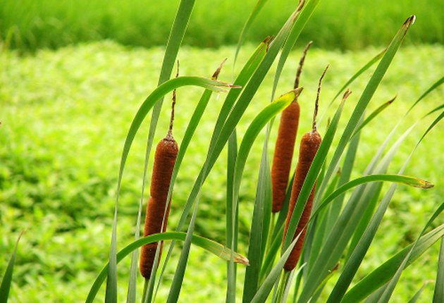 cỏ nến