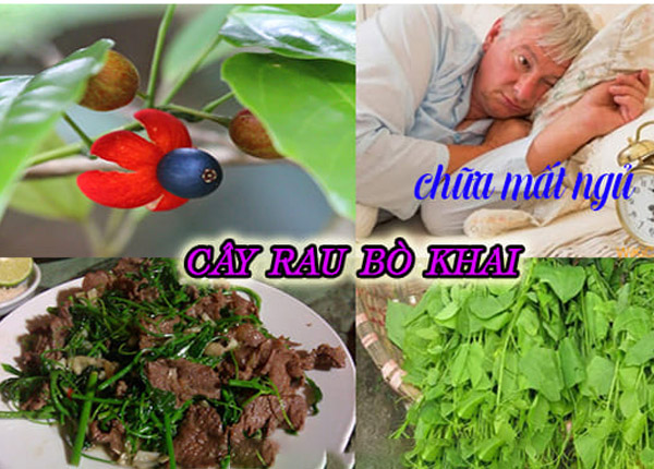 Rau bò khai – Đặc sản vùng cao có nhiều lợi ích cho sức khỏe trong Y học cổ  truyền