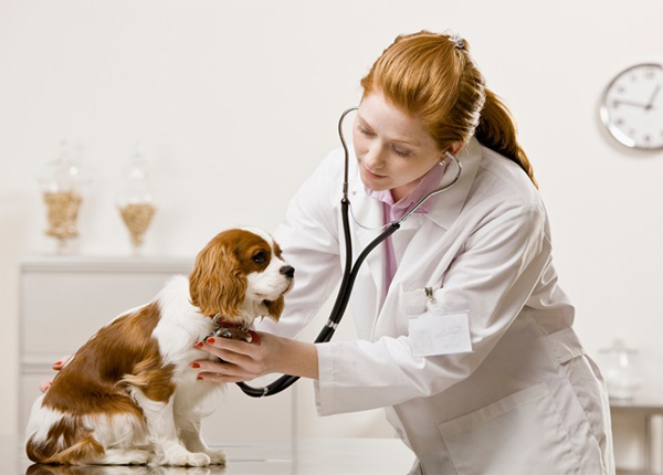 Trở thành bác sĩ thú y cần điều kiện gì?