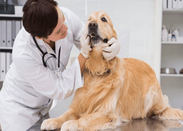 Đâu là sức hút đăng ký học thạc sĩ bác sĩ thú y?