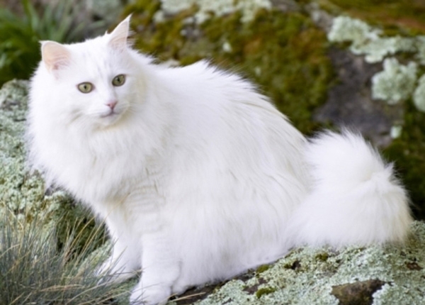 Giống mèo đẹp nhất thế giới là gì?
