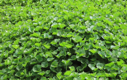 Rau má: Từ thực phẩm quen thuộc đến vị thuốc quý