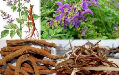 Những thảo dược y học cổ truyền giúp cải thiện tuần hoàn máu não