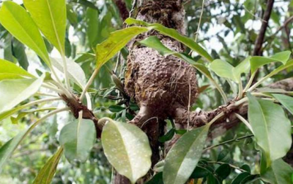 Cây tổ kiến bí kỳ nam – Vị thuốc quý trong y học cổ truyền
