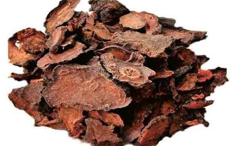 Hà thủ ô đỏ - Vị thuốc quý từ thiên nhiên