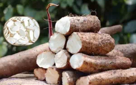 Hoài sơn - Củ mài: Vị thuốc Đông y bổ tỳ, dưỡng vị, ích phế