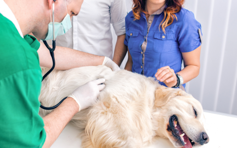 Điều trị bệnh parvo ở chó như nào cho hiệu quả