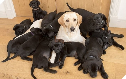 Chủ nhân “khóc thầm” khi cún cưng mình nuôi có bộ lông vàng lại đẻ 13 chú cún con lông đen sì