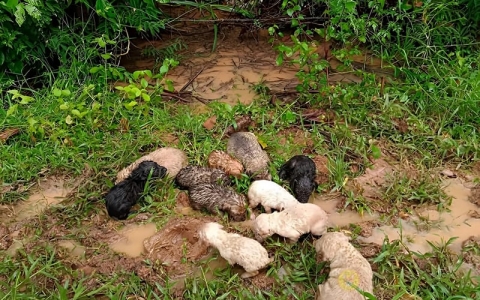 Đội cứu hộ giải cứu 19 chú chó con bị bỏ rơi trong rừng dưới cơn mưa