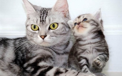 Những lợi ích sức khỏe ít ai biết khi nuôi mèo