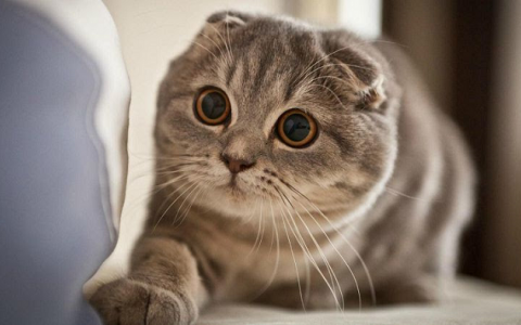Những giống mèo cảnh dễ nuôi được yêu thích nhất tại Việt Nam