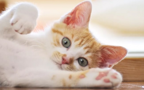 Mèo bị bệnh giảm bạch cầu có nguy hiểm không?