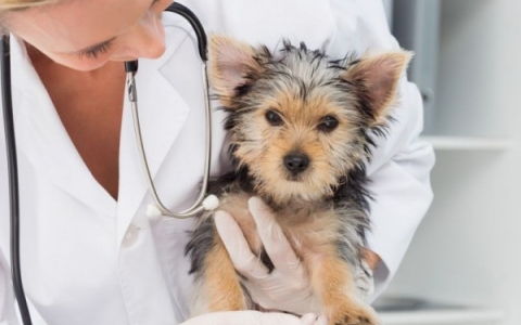 Tất tần tật thông tin về bệnh viêm đường ruột ở chó
