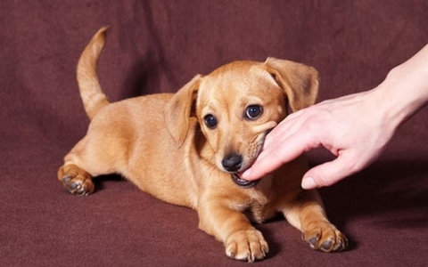 Bệnh dại ở chó và cách chữa trị