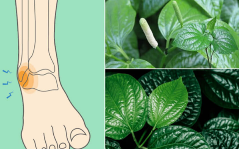 Bong gân chân nên đắp lá thuốc Y học cổ truyền gì để nhanh hồi phục?