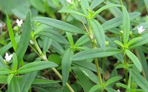 Bạch hoa xà thiệt thảo – Vị thuốc quý trong hỗ trợ điều trị u bướu