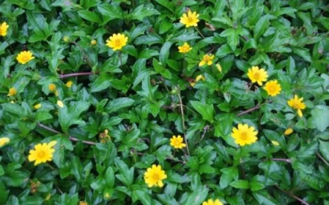 Sài đất – Loài cỏ dân dã, vị thuốc quý trong y học cổ truyền
