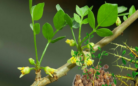 Cây một dược - vị thuốc giảm đau, chống viêm tự nhiên ít người biết
