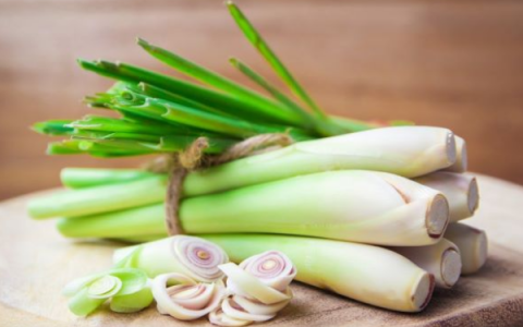 Cây sả – Vị thuốc dân gian mang lại nhiều lợi ích cho sức khỏe