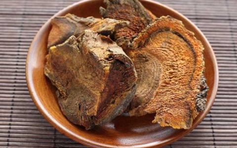 Nấm đại hoàng trong Đông y: Thảo dược quý hỗ trợ điều trị bệnh