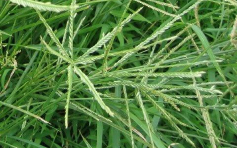Cây cỏ mần trầu trong Đông y – Vị thuốc dân gian quen thuộc mà hữu ích