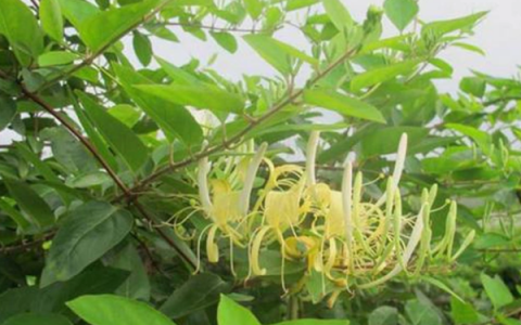 Dưỡng âm thanh phế thang trong điều trị bệnh lý hô hấp