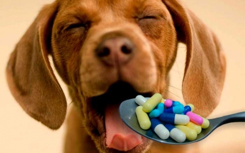 Bác sĩ thú y hướng dẫn kỹ thuật cho chó uống thuốc sau khi tiêm