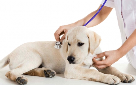 Nguyên nhân và cách điều trị bệnh tiêu chảy ở chó