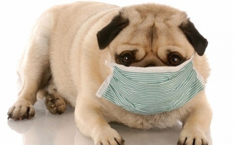 Những điều cần biết về bệnh viêm hô hấp trên chó