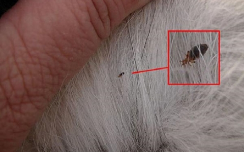 Tìm hiểu nguyên nhân và cách phòng tránh bệnh bọ chét ở mèo