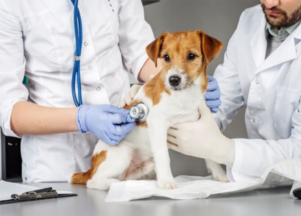 Những điều cần biết trước khi đăng ký học ngành thú y?