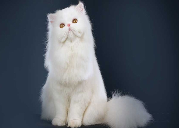 Top 10 Các loài mèo đẹp nhất thế giới Hình ảnh và miêu tả chi tiết