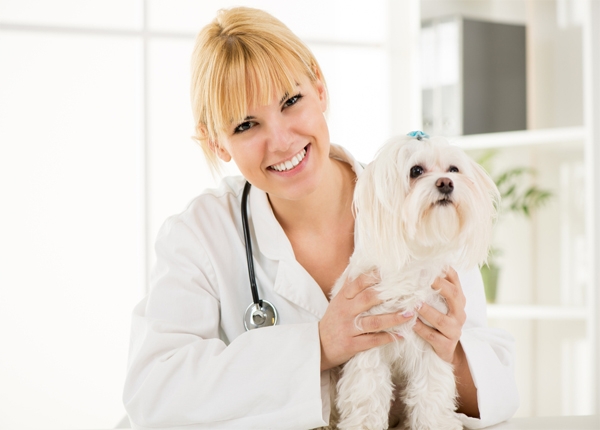 Công việc của một bác sĩ thú y là gì?