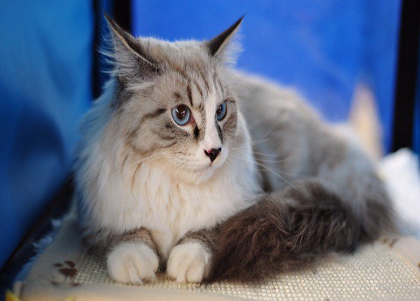 The most beautiful cats in the world